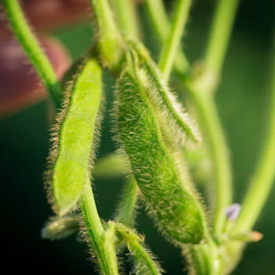 Managing White Mold of Soybeans