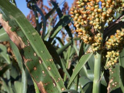 Scouting for Sugarcane Aphids in Sorghum