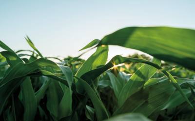 How Corn Plants Regulate Nutrient Uptake