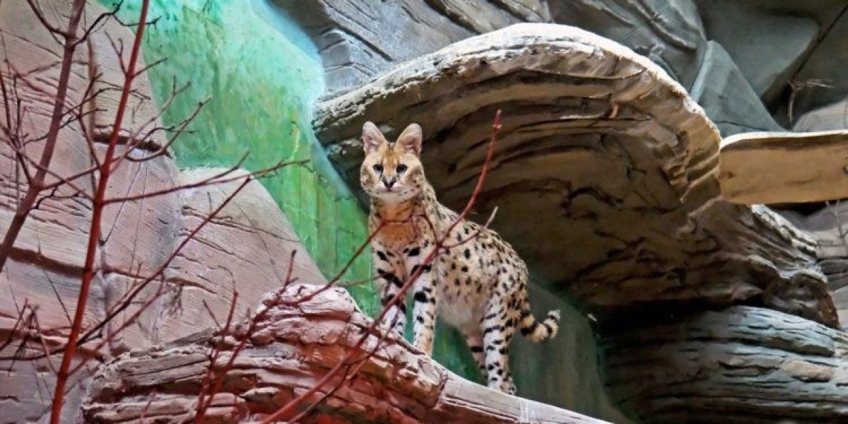 Врятовані з Донеччини сервали оселилися в Київському зоопарку