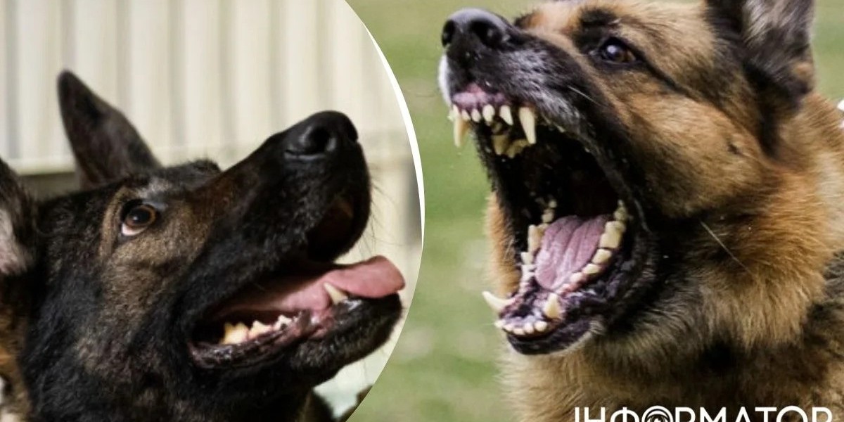 У Києві карають за вигул собак без намордників: що загрожує порушникам