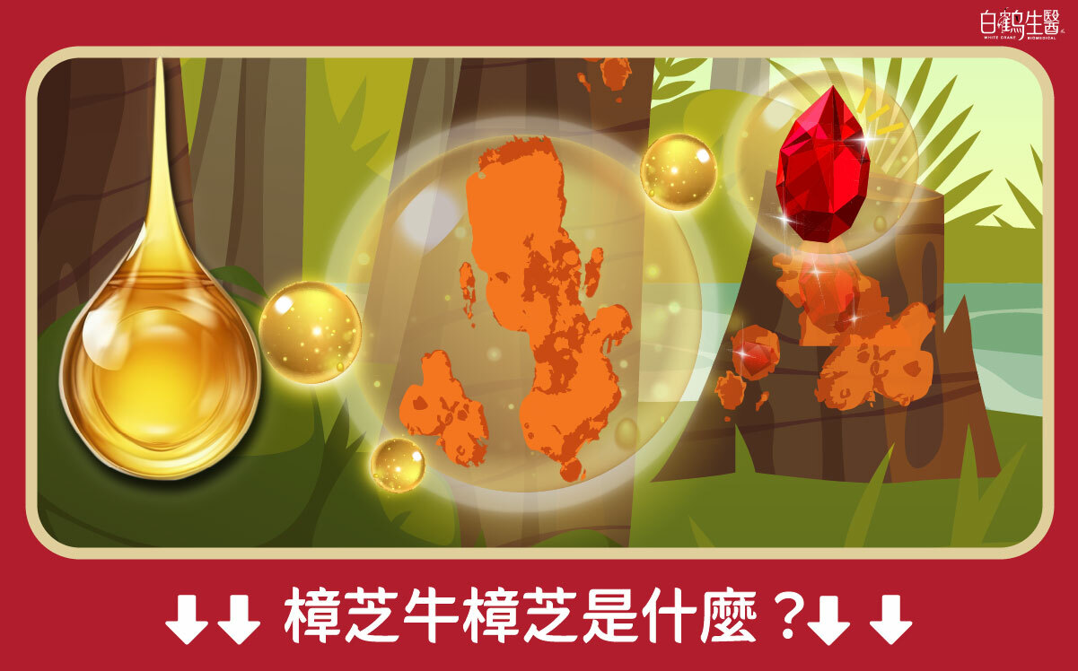 樟芝牛樟芝