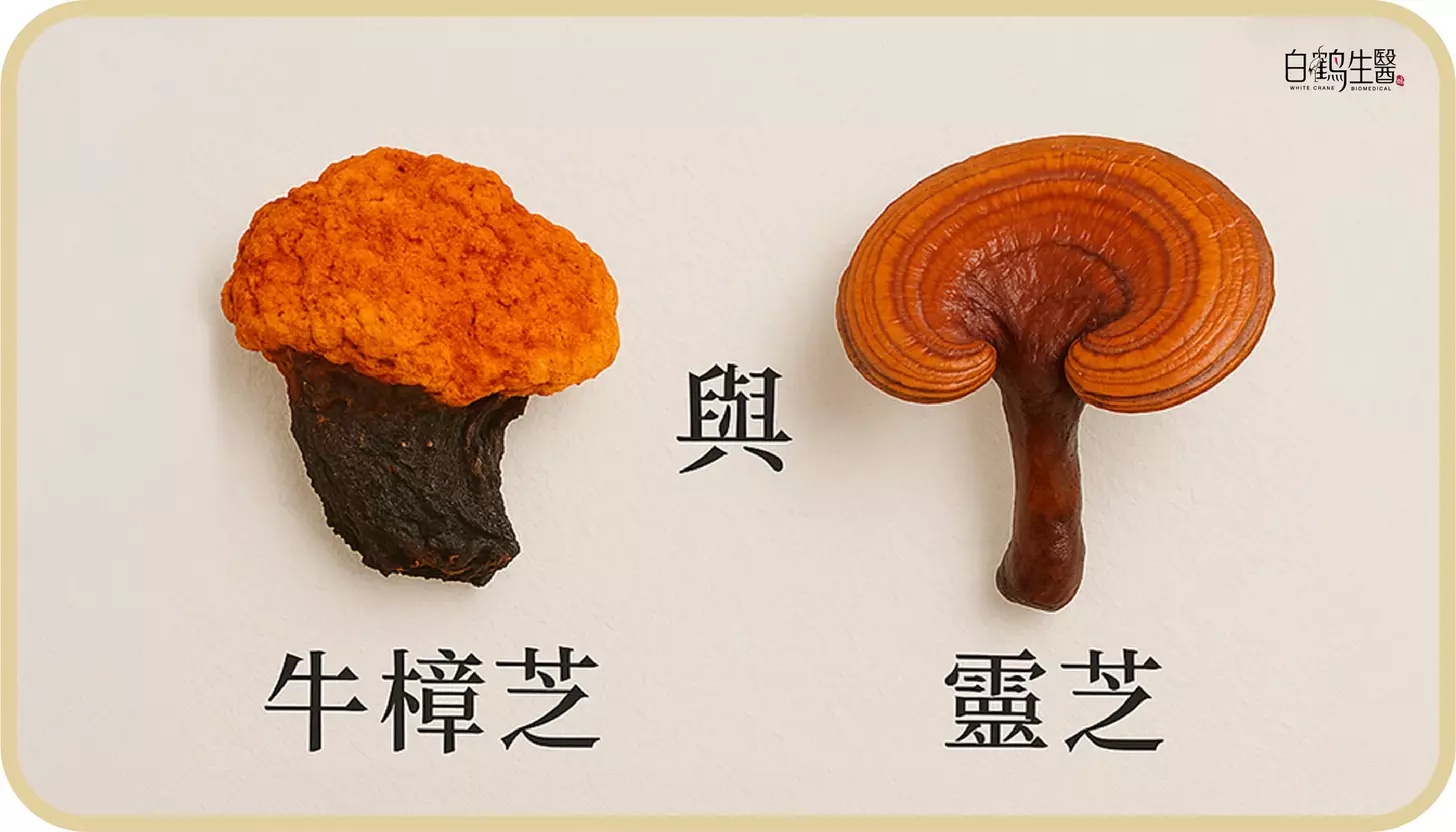 牛樟芝與靈芝的差異