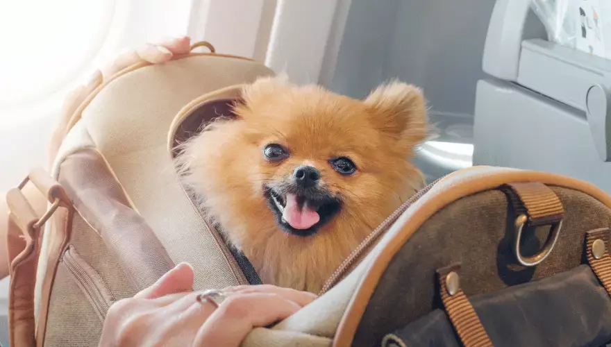 flying with a dog