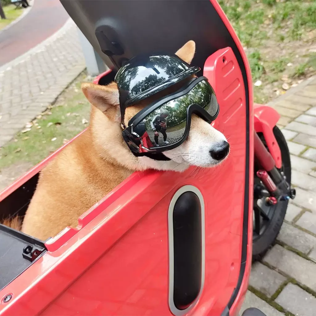 Casco y gafas protectoras para perros