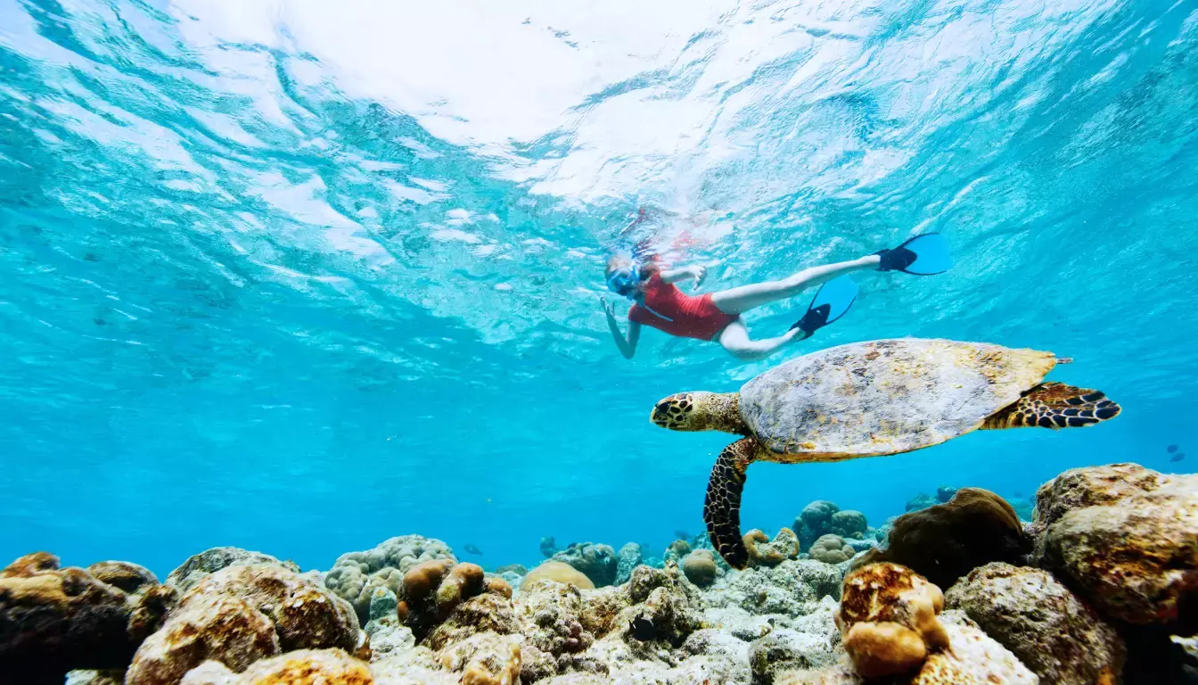 Sea turtle swimming in Akumal Bay