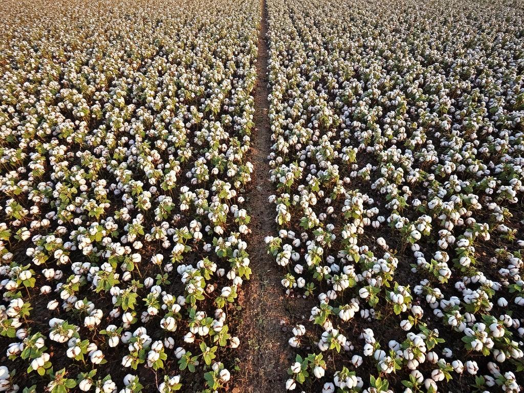 Weather conditions affecting cotton crops in Pakistan, showing impact on Cotton Rate Today in Pakistan