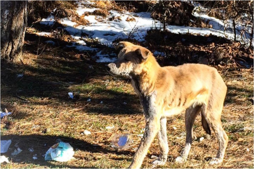 Let's Adopt - Bulgaria, Mia