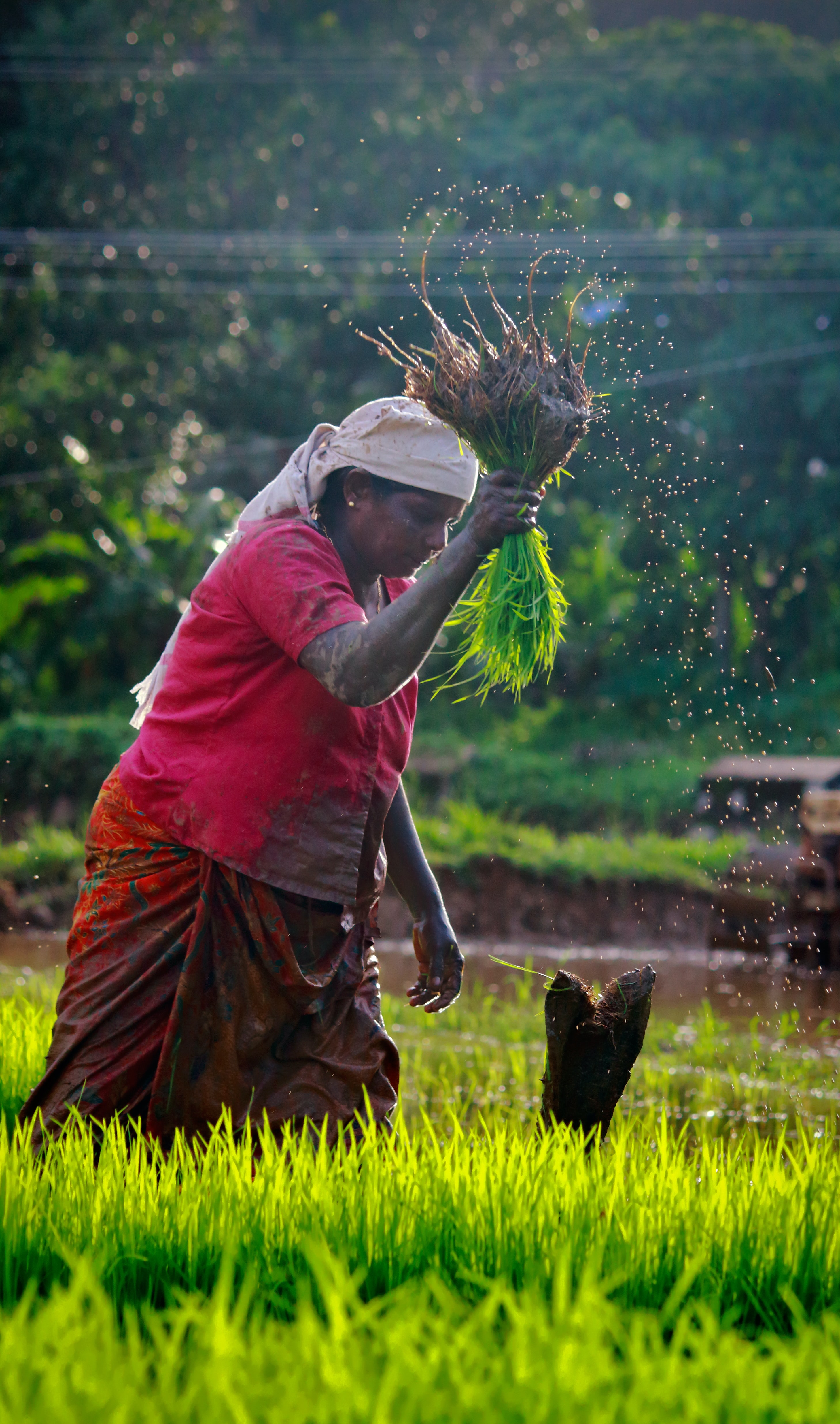 PM Kisan Scheme and Kisan Credit Card Linkage (photo source Nandhu Kumar, Unsplash)