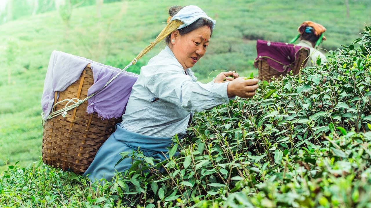 tea industry