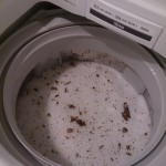 新品購入の洗濯機がたった5ヶ月で~洗濯槽はけっこう汚れてる。