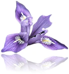IRIS Floral POS логотип
