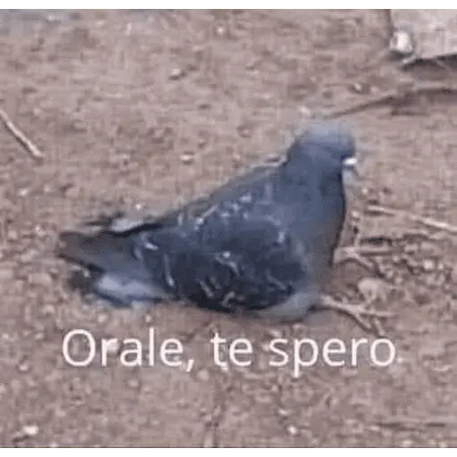stickers_memes_estúpidos