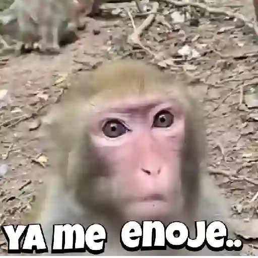 stickers_monos_traviesos_