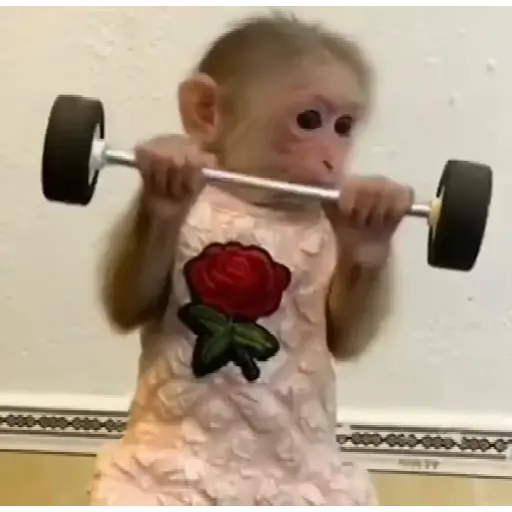 stickers_monos_traviesos_