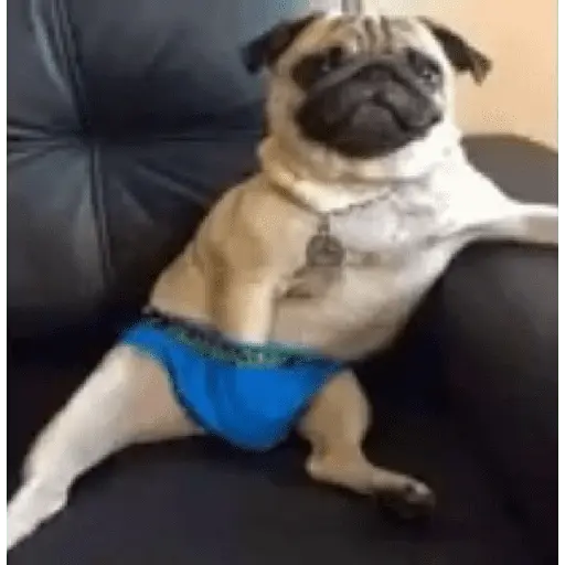 stickers_Animales_Graciosos_😂