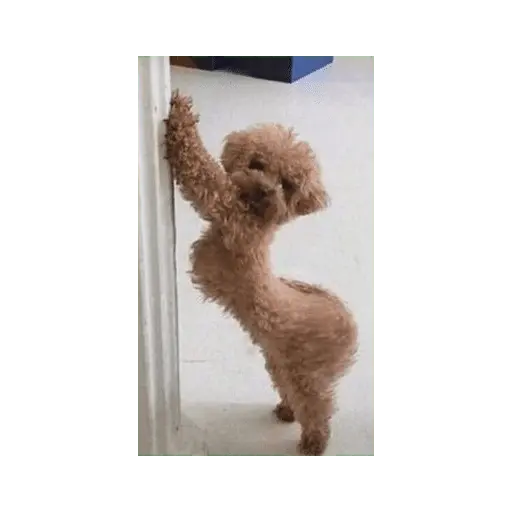 stickers_Animales_Graciosos_😂