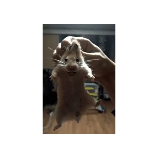stickers_Animales_Graciosos_😂