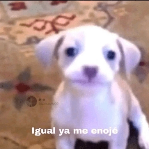 stickers_Pack_Enojo_Shitpost_😡🤬_