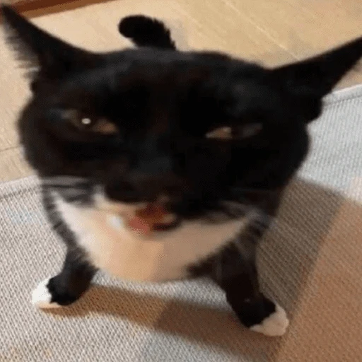 stickers_Gatitos_enojados😡🐱_