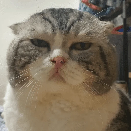 stickers_Gatitos_enojados😡🐱_