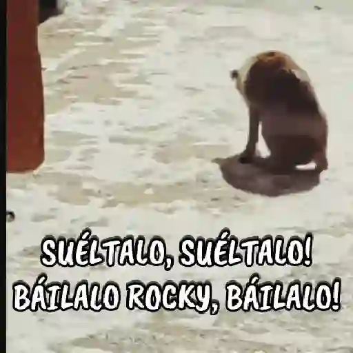 stickers_🔥🎶Báilalo_Rocky/TikTok🎶🔥