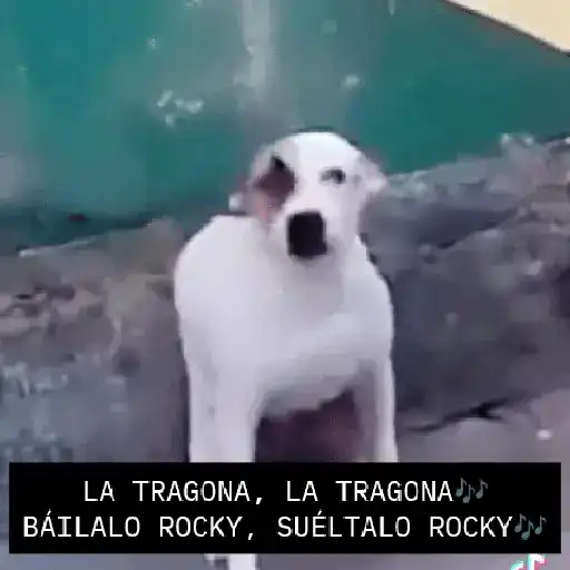 stickers_🔥🎶Báilalo_Rocky/TikTok🎶🔥