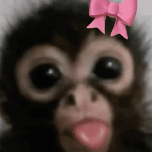 stickers_🐒🙊🌴_MONOS_🌴🙊🐒