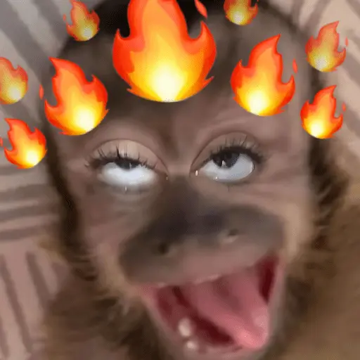stickers_🐒🙊🌴_MONOS_🌴🙊🐒
