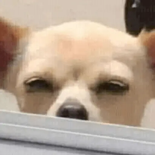 stickers_🐶_CHIHUAHUAAA_🎶
