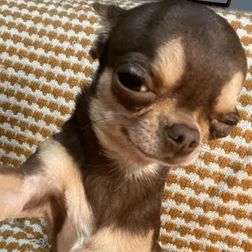 stickers_🐶_CHIHUAHUAAA_🎶