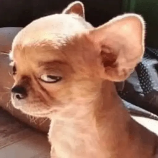 stickers_🐶_CHIHUAHUAAA_🎶
