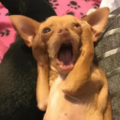 stickers_🐶_CHIHUAHUAAA_🎶