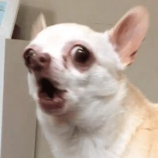 stickers_🐶_CHIHUAHUAAA_🎶