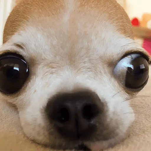 stickers_🐶_CHIHUAHUAAA_🎶