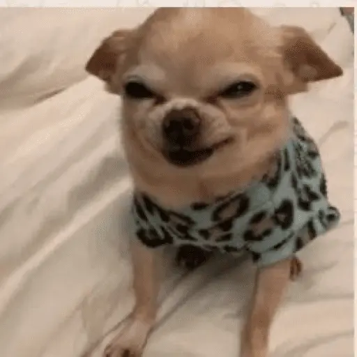 stickers_🐶_CHIHUAHUAAA_🎶