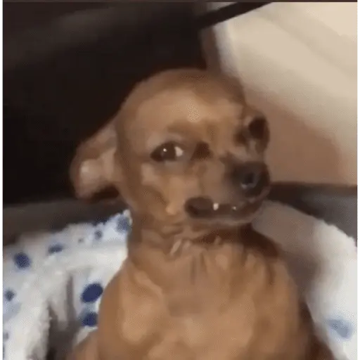 stickers_🐶_CHIHUAHUAAA_🎶