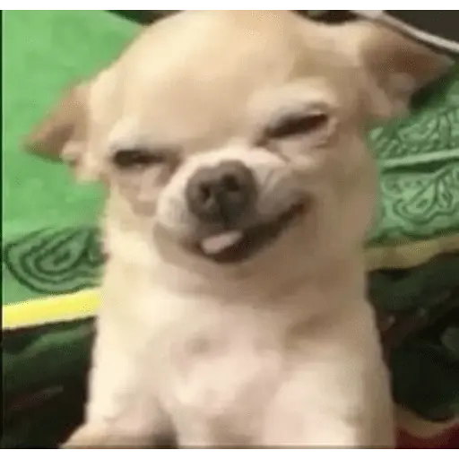 stickers_🐶_CHIHUAHUAAA_🎶