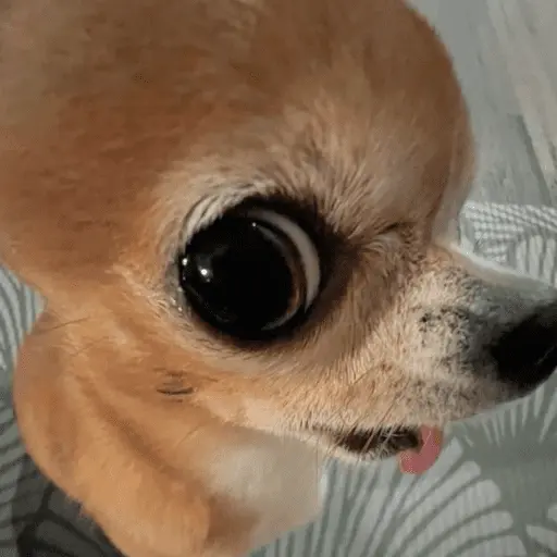stickers_🐶_CHIHUAHUAAA_🎶