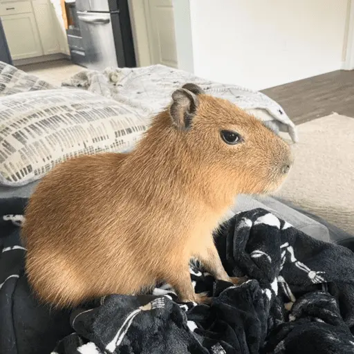 stickers_😍_CAPYBARAS_😍