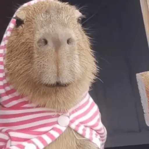stickers_😍_CAPYBARAS_😍
