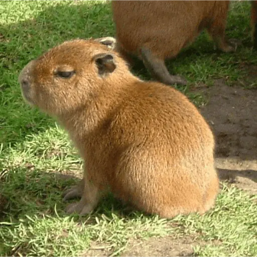stickers_😍_CAPYBARAS_😍