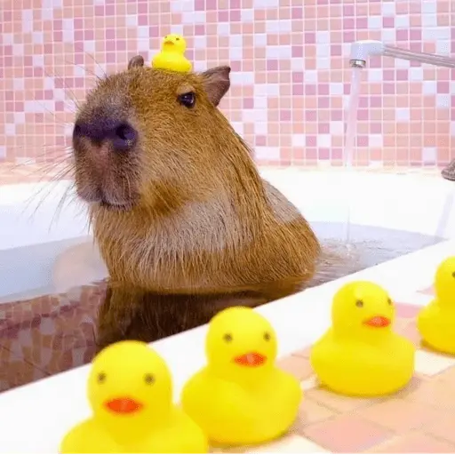 stickers_😍_CAPYBARAS_😍