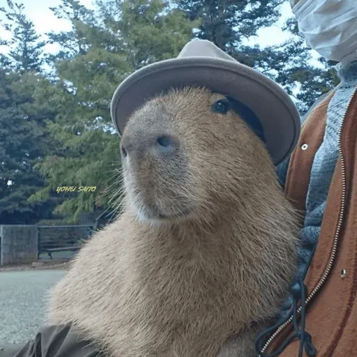 stickers_😍_CAPYBARAS_😍