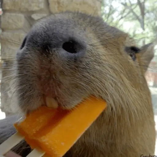stickers_😍_CAPYBARAS_😍