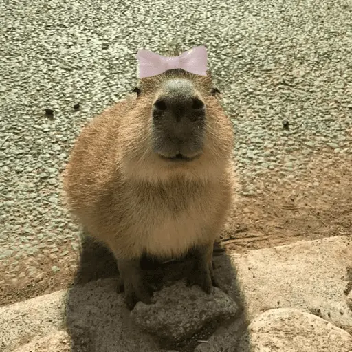 stickers_😍_CAPYBARAS_😍