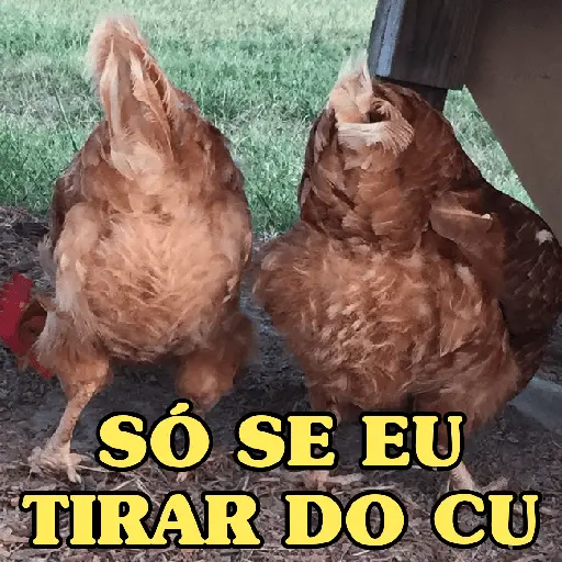 stickers_GALINHAS_DEBOCHADAS_🐔