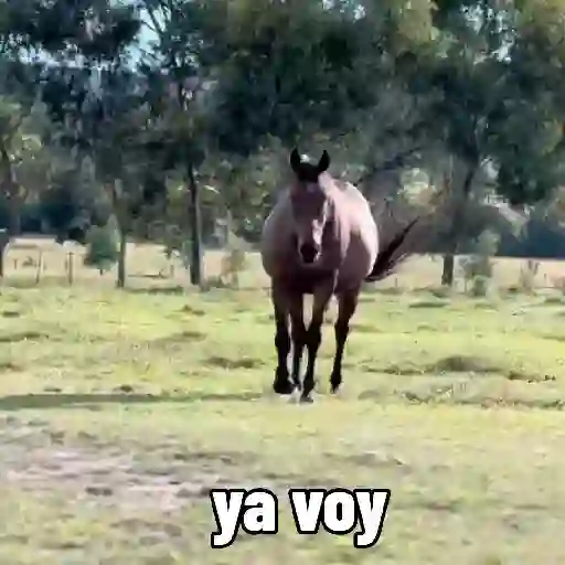 stickers_Fat_horse_🐴✨