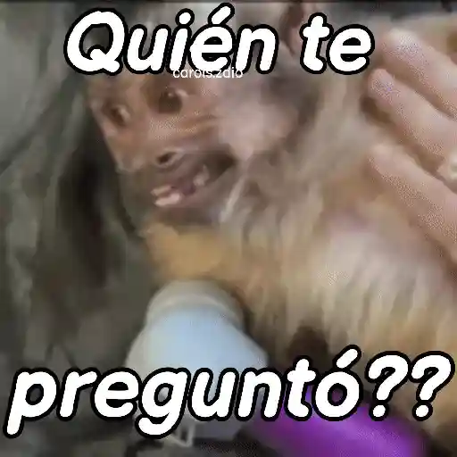 stickers_Monos_groseros_pal_chat_🐒🐵