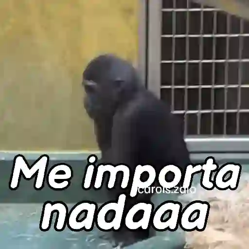 stickers_Monos_groseros_pal_chat_🐒🐵